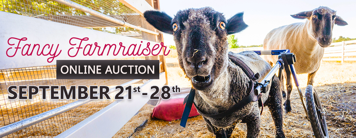 Charlie's Acres Farm Animal Sanctuary Auction